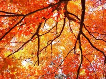 秋ですね｜「木花咲屋」　（長野県諏訪市の花キューピット加盟店 花屋）のブログ